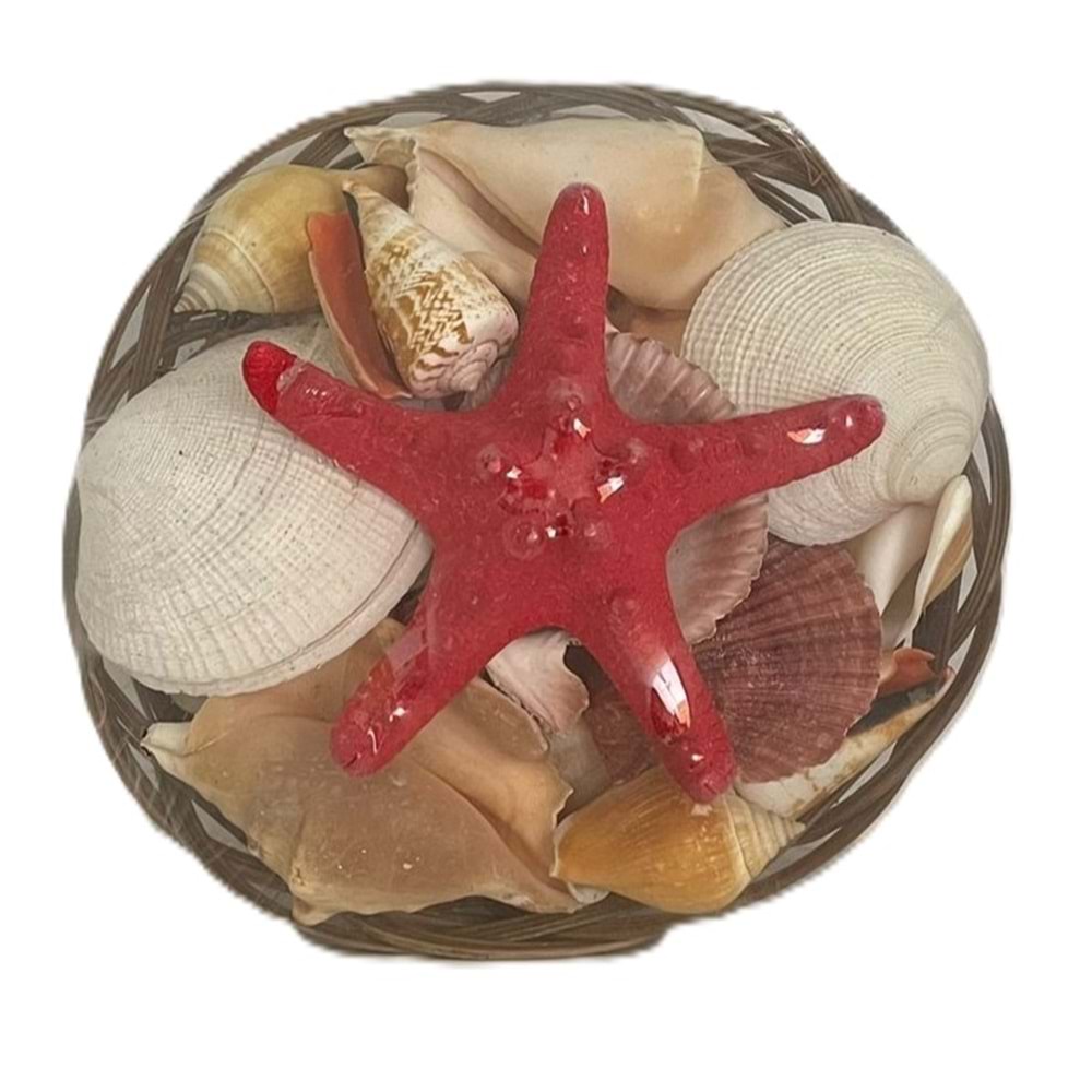 KASEDE DENİZ KABUĞU BÜYÜK BOY 10 İNC