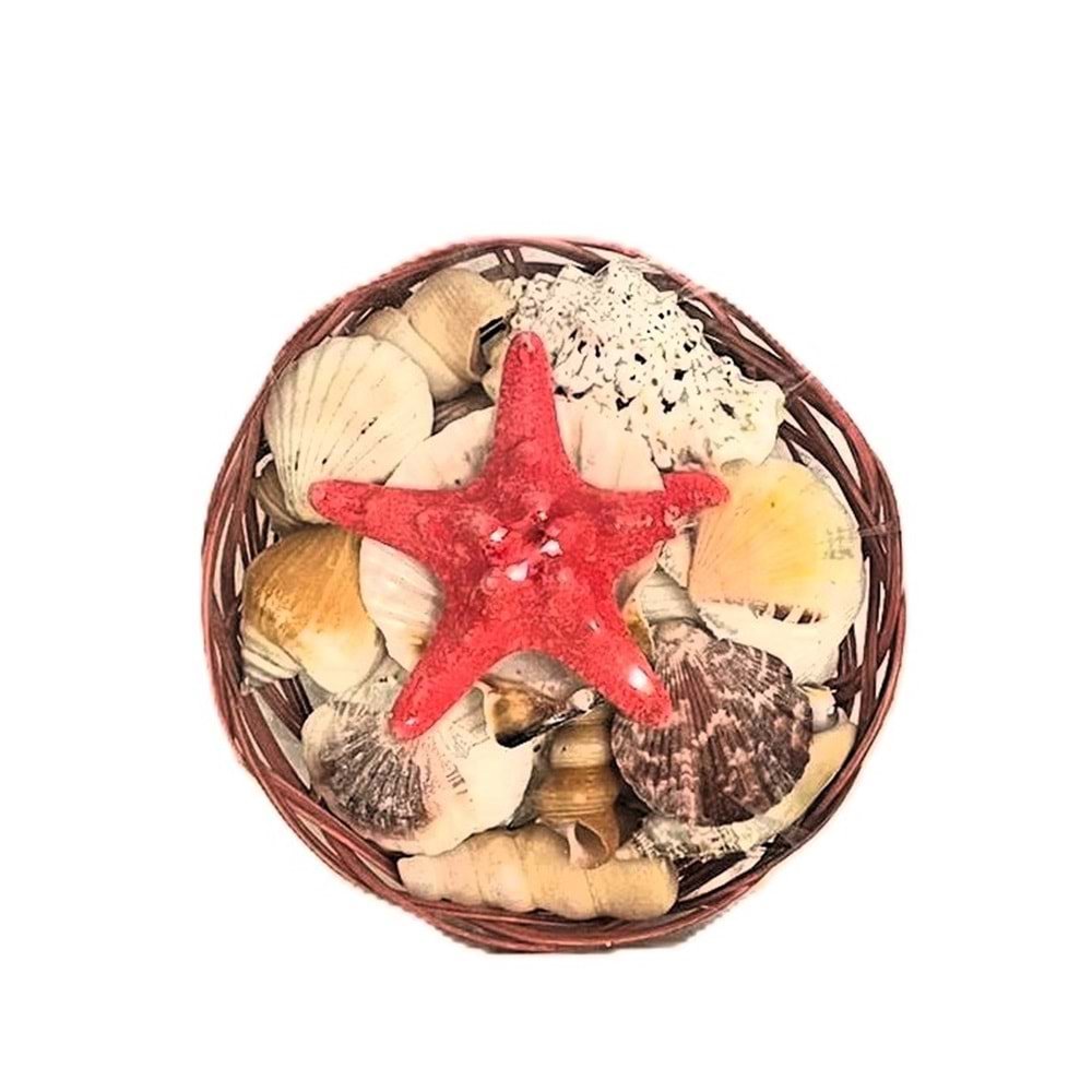 KASEDE DENİZ KABUĞU ORTA BOY 8 İNC