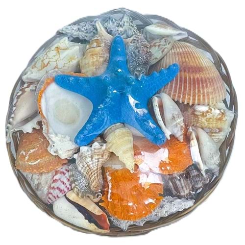 KASEDE DENİZ KABUĞU BATTAL BOY 12 İNC