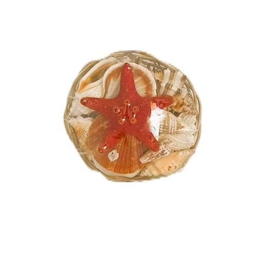 KASEDE DENİZ KABUĞU KÜÇÜK BOY 6 İNC