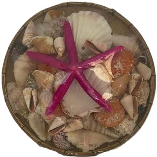 BAMBU KASEDE DENİZ KABUĞU MEGA BOY 14 İNC